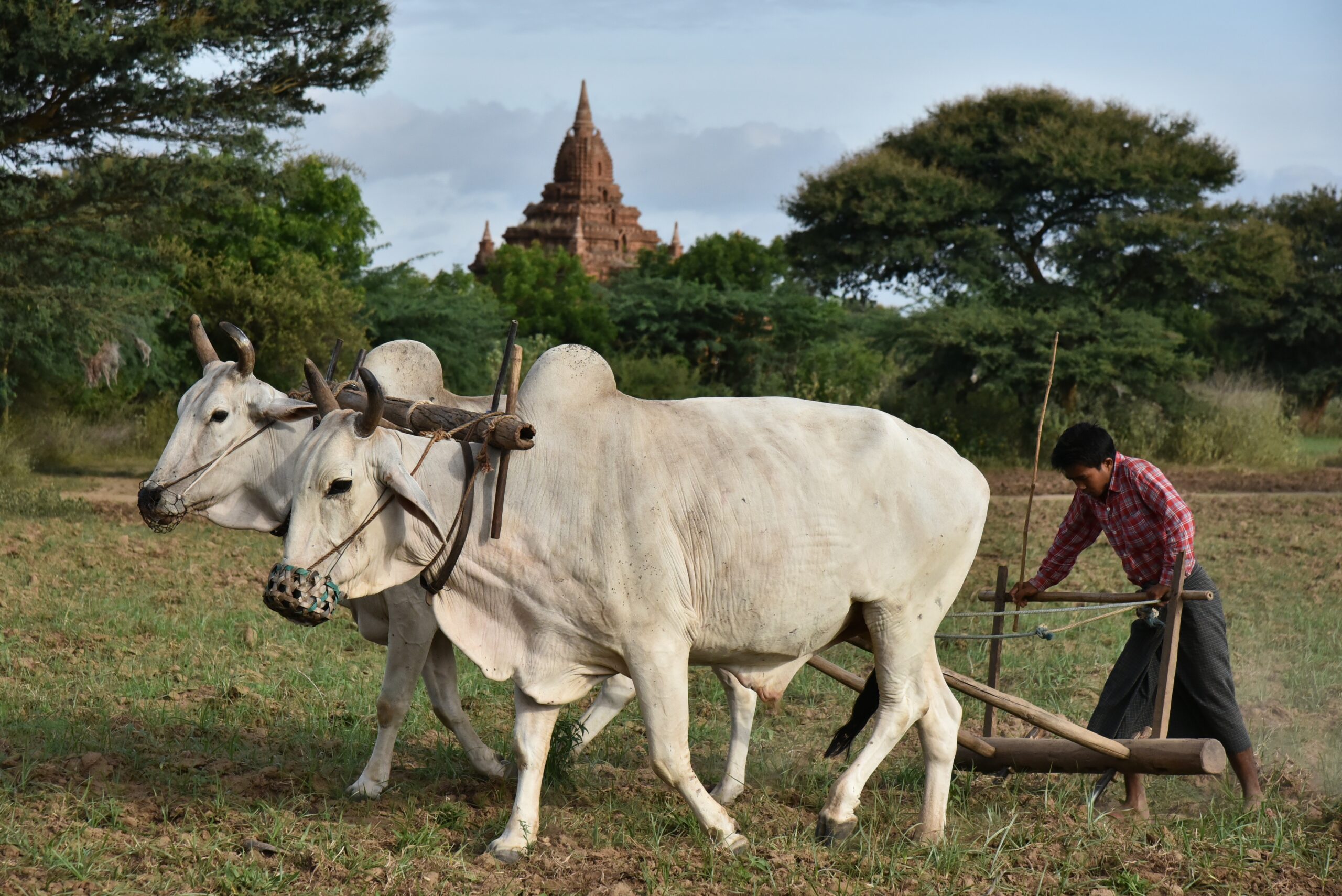 Agriculture pays du sud